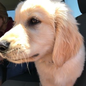 Meet your Posher, Brooklyn